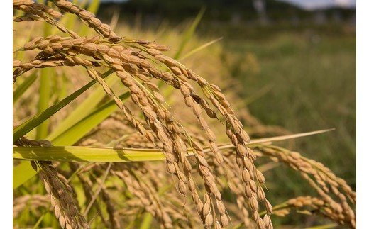 【令和5年産米】小野小町の郷特別栽培米あきたこまち　5kg×2袋[H2202]