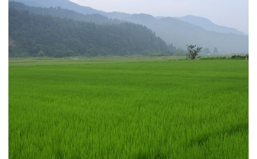 【令和5年産米】小野小町の郷特別栽培米あきたこまち5kg×5袋[D2204]