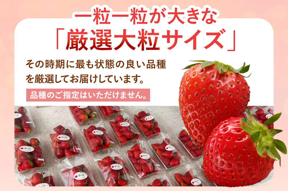 大粒いちご詰め合わせ 合計約1kg（約500g×2パック）いちご屋さんのいちご [苺 いちご イチゴ 果物 フルーツ 旬 詰め合わせ 大粒]