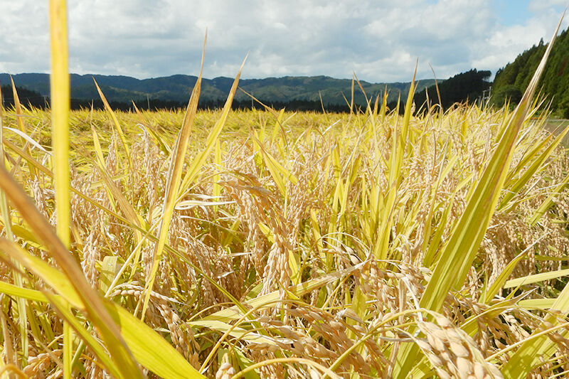 【玄米】 ＜通算5回 特A＞ ひとめぼれ 10kg 令和7年産 農家直送 渡部さんのひとめぼれ [ひとめぼれ 米 お米 こめ 玄米 ブランド米 食卓 おにぎり 秋田県産 秋田県 由利本荘市]