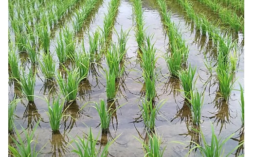 【白米】秋田県由利本荘市産 ササニシキ 15kg(5kg×3袋) 令和7年産 真空パック 岩城町農園
