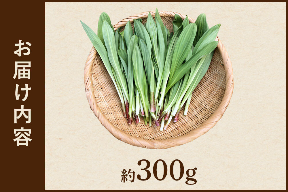 《先行受付》行者ニンニク 約300g [山菜 行者にんにく 自然栽培 野菜 天然 天然山菜 国産 先行予約 秋田熊の子山菜便 秋田県産]