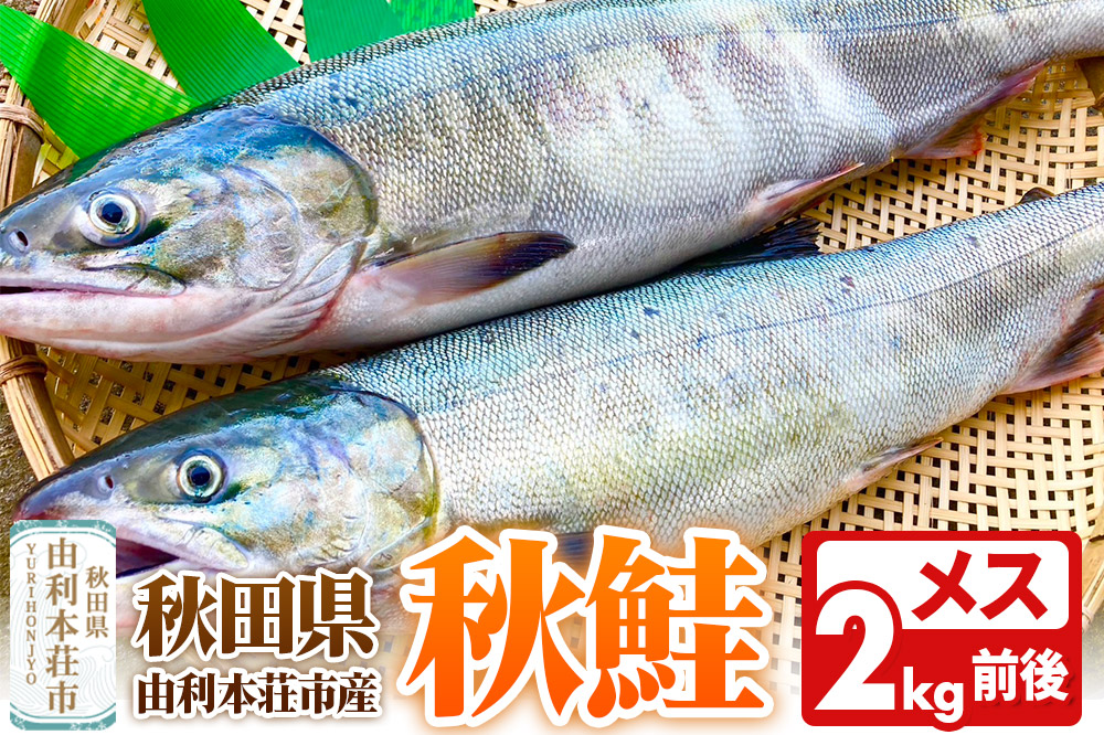 秋鮭 2kg前後（メス）秋田県由利本荘市産