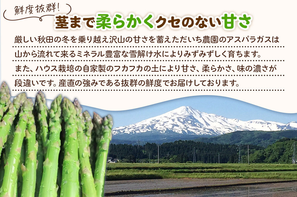 《先行受付》アスパラガス 1kg  4月中旬〜5月下旬発送 秋田県 由利本荘市 [アスパラガス アスパラ 自社農園 栽培 鮮度抜群 ハウス栽培 茎まで柔らかい クセのない甘さ 産地直送 産直 素焼き 秋田 由利本荘市 だいち農園]