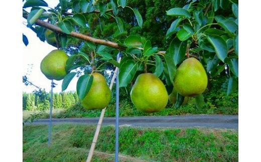 茂木農園 秋田県産 ラ･フランス 2.5kg