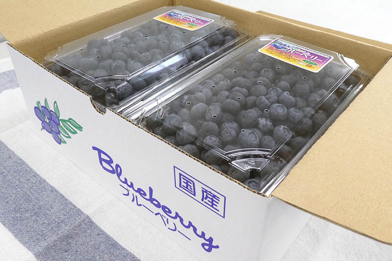 《先行受付》田口農園 秋田県産 大粒 ブルーベリー 生 合計2kg（500g×4パック） 【6月下旬から順次発送】 [ブルーベリー 有機栽培 生 新鮮 安心 安全 大粒 甘い あまい おいしい 美味い 自慢 機能性食品 リピーター多い 秋田県 由利本荘市 田口農園]
