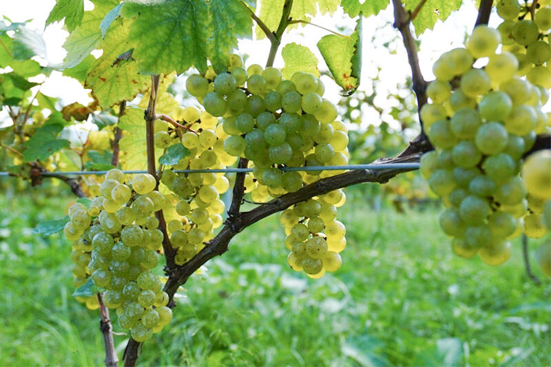 TOYOSHIMA FARM  ワイン用ブドウ100％のブドウジュース 500ml [ぶどうジュース ブドウジュース 果汁100％ジュース ジュース]