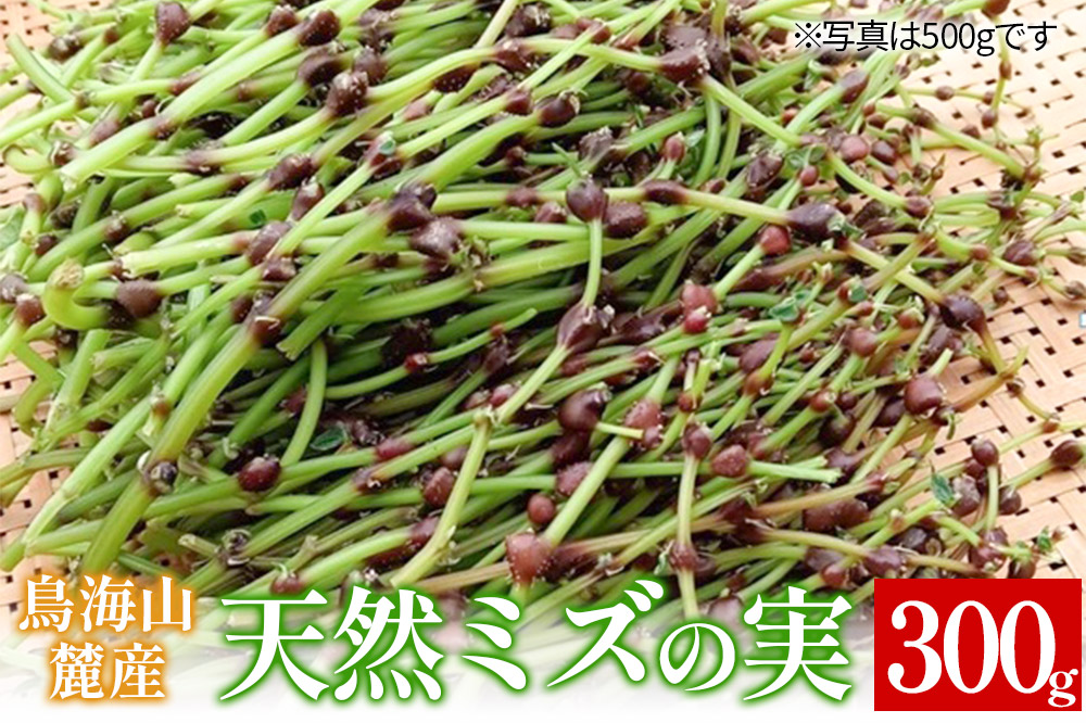 鳥海山麓産　天然ミズの実 約300g