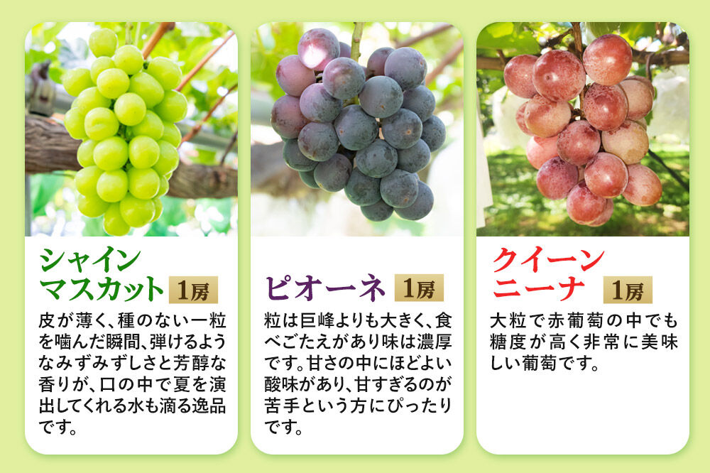 《先行受付》シャインマスカット・ピオーネ・クイーンニーナ 3房セット（合計約1.5kg）秋田県 由利本荘市産 八紘園 [葡萄 ブドウ ぶどう フルーツ 果物 スイーツ 食べ比べ セット シャインマスカット ピオーネ クイーンニーナ みずみずしい 芳醇な香り]