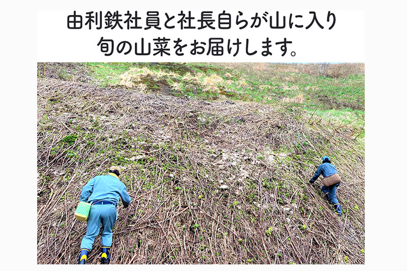 由利鉄社員の採った山菜　400g以上