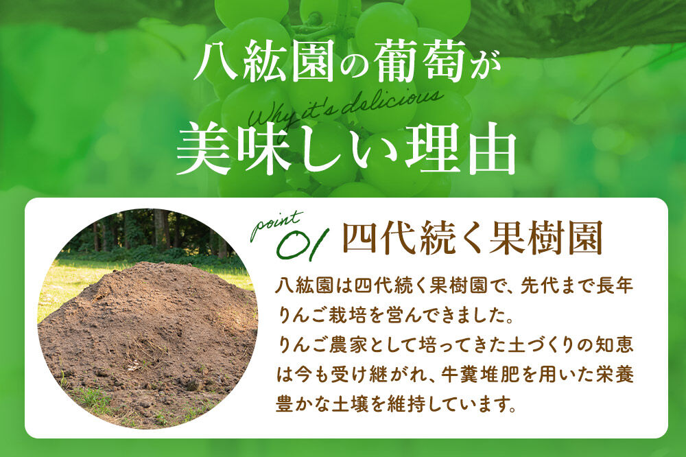 《先行受付》シャインマスカット・ピオーネ・クイーンニーナ 3房セット（合計約1.5kg）秋田県 由利本荘市産 八紘園 [葡萄 ブドウ ぶどう フルーツ 果物 スイーツ 食べ比べ セット シャインマスカット ピオーネ クイーンニーナ みずみずしい 芳醇な香り]