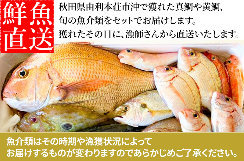 鯛 欲張りセット 旬の魚介 3kg前後