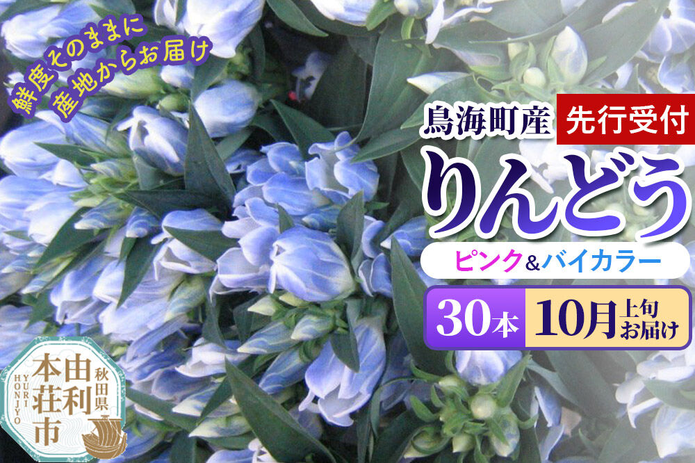 《先行受付》【10月上旬お届け】鳥海町産 りんどう 30本 ピンク バイカラー [りんどう リンドウ 竜胆 花 生花 仏花 切り花 ギフト 贈答 インテリア フラワー 秋田県 由利本荘市 鳥海町産]