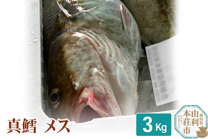 真鱈 【メス】 3kg 天然 漁師直送 (配送期間 10月〜1月末予定、期間外は次期予約扱い) マダラ タラ 高級魚 たら まだら 魚
