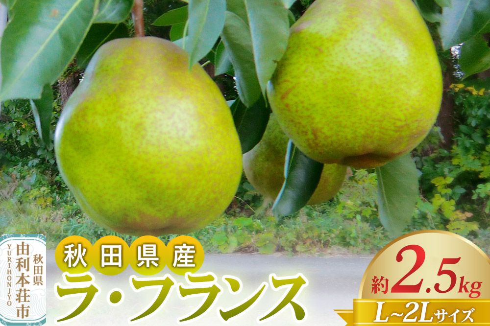 [予約受付]茂木農園 秋田県産 ラ･フランス 約2.5kg L〜2Lサイズ