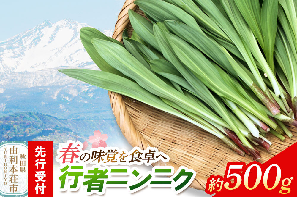 《先行受付》行者ニンニク 約500g [山菜 行者にんにく 自然栽培 野菜 天然 天然山菜 国産 先行予約 秋田熊の子山菜便 秋田県産]
