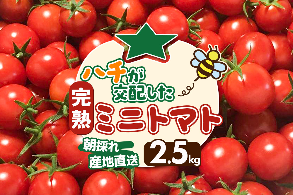 ミニトマト 2.5kg  秋田県 由利本荘市