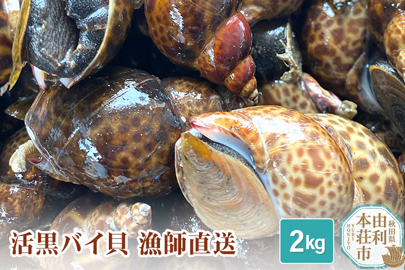 由利本荘市産 活黒バイ貝 2kg