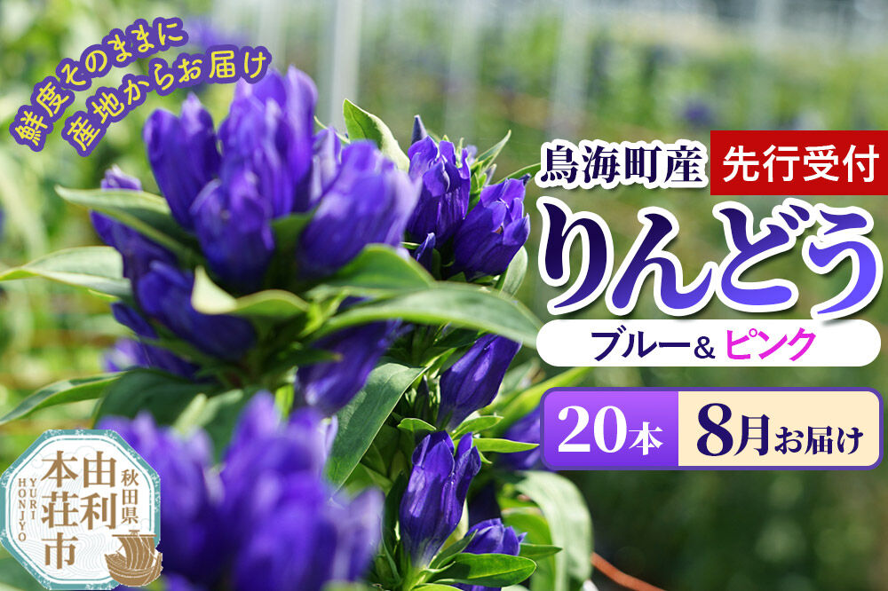 《先行受付》【8月お届け】鳥海町産 りんどう 20本 ブルー ピンク [りんどう リンドウ 竜胆 花 生花 仏花 切り花 ギフト 贈答 インテリア フラワー 秋田県 由利本荘市 鳥海町産]
