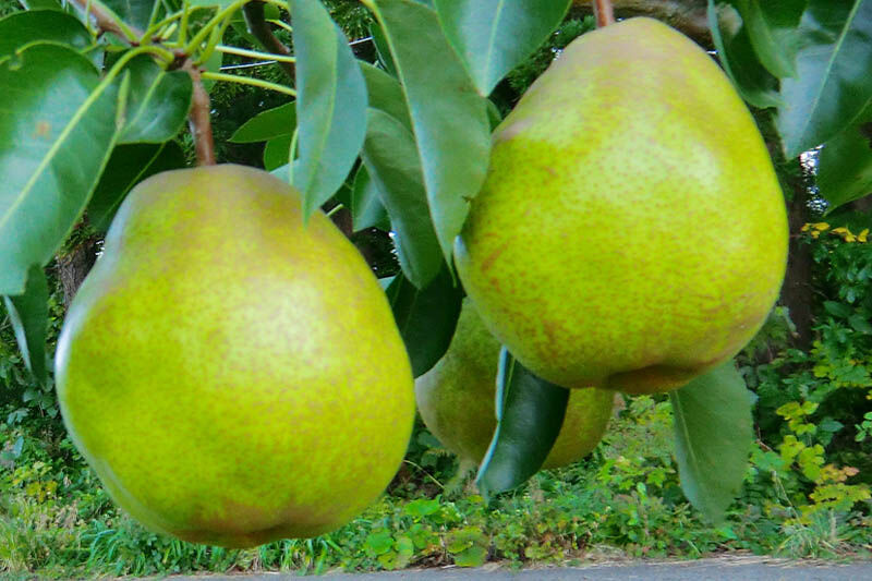 茂木農園 秋田県産 手作りジャムセットA 合計750g（りんご・桃・洋梨 各250g） [国産果物 手作り ジャム パン ジャムティー ヨーグルト フルーツジャム 手造り 詰合せ お取り寄せ]