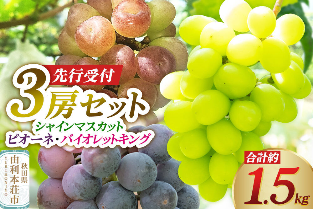 《先行受付》シャインマスカット・ピオーネ・バイオレットキング 3房セット（合計約1.5kg）秋田県 由利本荘市産 八紘園 [葡萄 ブドウ ぶどう フルーツ 果物 スイーツ 食べ比べ セット シャインマスカット ピオーネ バイオレットキング みずみずしい 芳醇な香り]