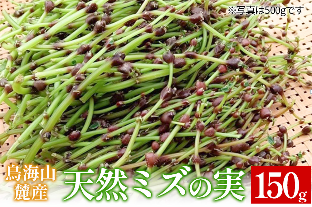 鳥海山麓産　天然ミズの実 約150g