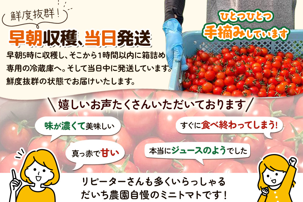 《先行受付》8月上旬〜9月下旬発送 ミニトマト 1kg 秋田県 由利本荘市 [ミニトマト トマト 手摘み 朝採り 新鮮 秋田県産 由利本荘市]