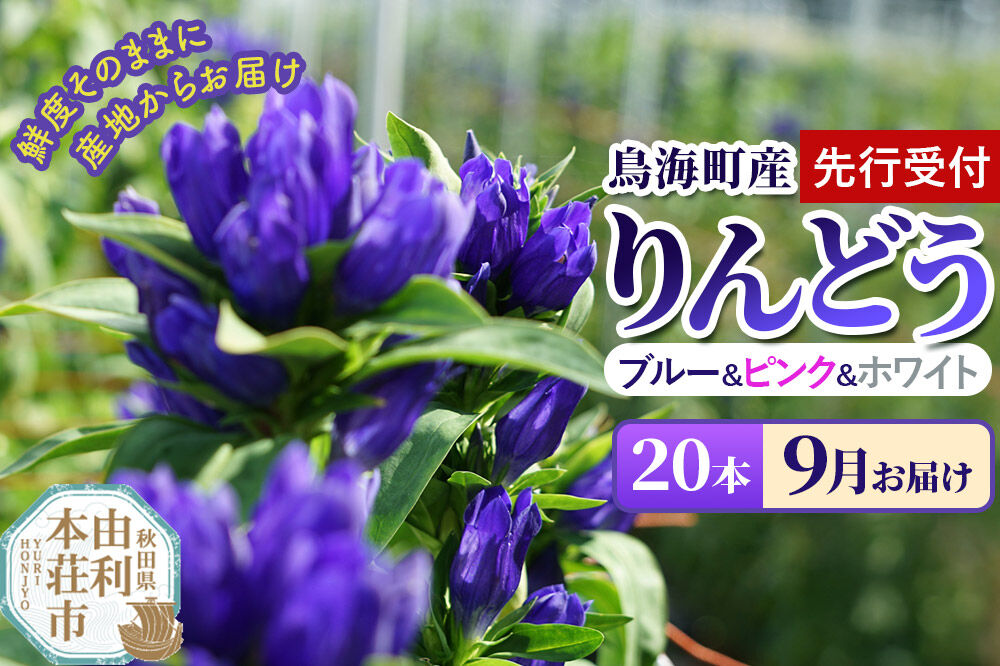 《先行受付》【9月お届け】鳥海町産 りんどう 20本 ブルー ピンク ホワイト [りんどう リンドウ 竜胆 花 生花 仏花 切り花 ギフト 贈答 インテリア フラワー 秋田県 由利本荘市 鳥海町産]