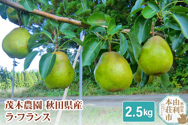 茂木農園 秋田県産 ラ･フランス 2.5kg