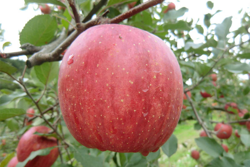 茂木農園 秋田県産 手作りジャムセットA 合計750g（りんご・桃・洋梨 各250g） [国産果物 手作り ジャム パン ジャムティー ヨーグルト フルーツジャム 手造り 詰合せ お取り寄せ]