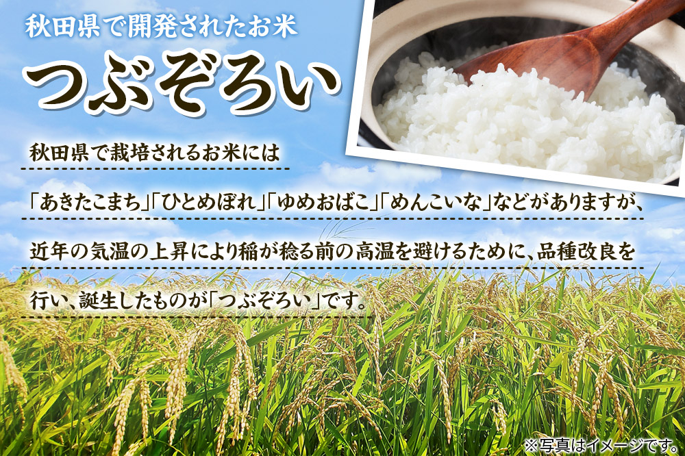 【白米】秋田県由利本荘市産 つぶぞろい 5kg 令和7年産
