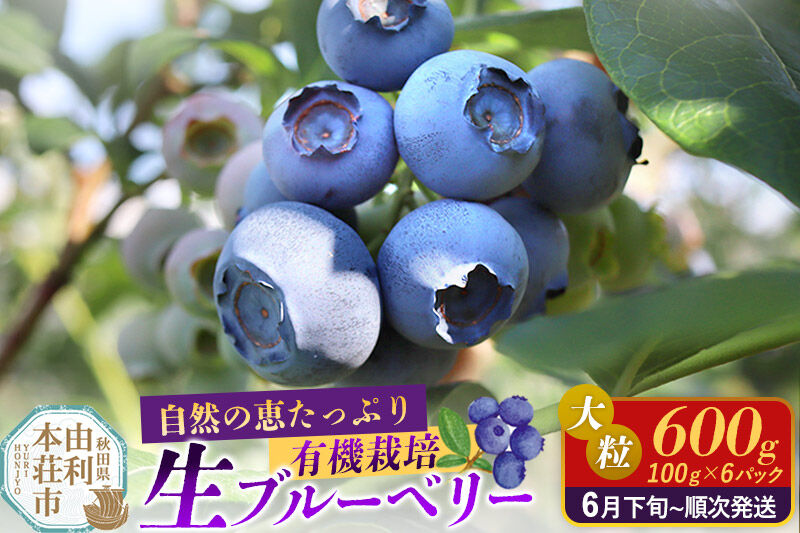 《先行受付》田口農園 秋田県産 大粒 ブルーベリー 生 合計600g（100g×6パック） 【6月下旬から順次発送】 [ブルーベリー 有機栽培 生 新鮮 安心 安全 大粒 甘い あまい おいしい 美味い 自慢 機能性食品 リピーター多い 秋田県 由利本荘市 田口農園]
