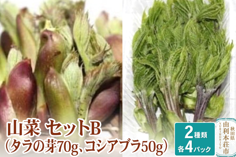 山菜セットB（タラの芽70g×4 コシアブラ50g×4）天然  （発送は4月〜5月頃）