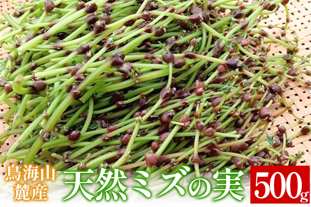 鳥海山麓産　天然ミズの実 約500g