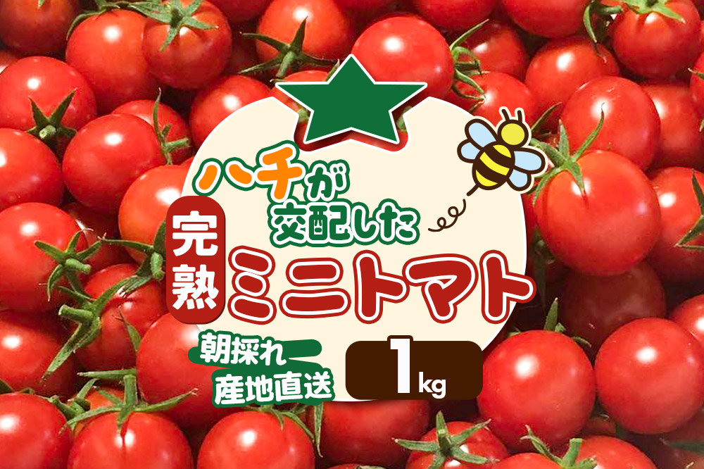 《先行受付》8月上旬〜9月下旬発送 ミニトマト 1kg 秋田県 由利本荘市 [ミニトマト トマト 手摘み 朝採り 新鮮 秋田県産 由利本荘市]