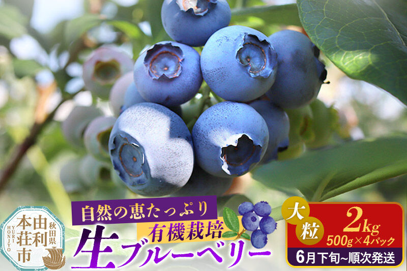 《先行受付》田口農園 秋田県産 大粒 ブルーベリー 生 合計2kg（500g×4パック） 【6月下旬から順次発送】 [ブルーベリー 有機栽培 生 新鮮 安心 安全 大粒 甘い あまい おいしい 美味い 自慢 機能性食品 リピーター多い 秋田県 由利本荘市 田口農園]