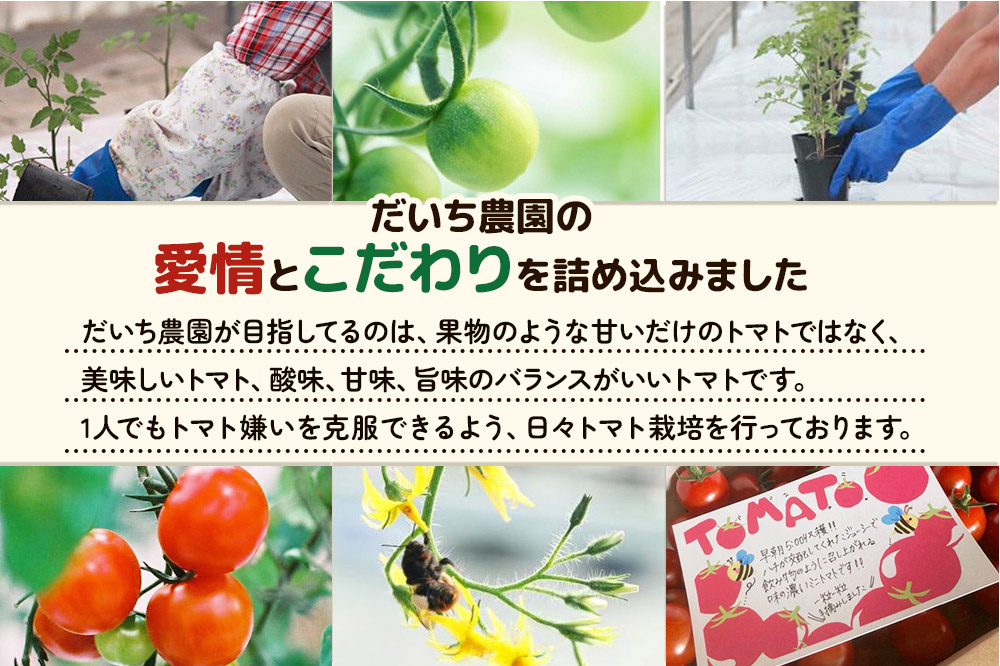 《先行受付》8月上旬〜9月下旬発送 ミニトマト 1kg 秋田県 由利本荘市 [ミニトマト トマト 手摘み 朝採り 新鮮 秋田県産 由利本荘市]