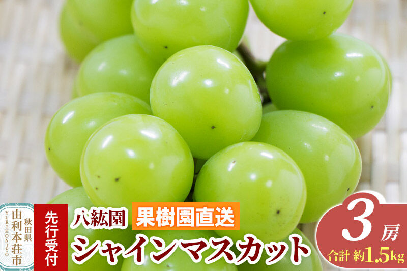 《先行受付》シャインマスカット 3房（合計 約1.5kg）秋田県 由利本荘市産 八紘園 [葡萄 ブドウ ぶどう シャインマスカット 皮が薄い 種なし みずみずしい 芳醇な香り 熟練の技術 秋田県 由利本荘市 八紘園]