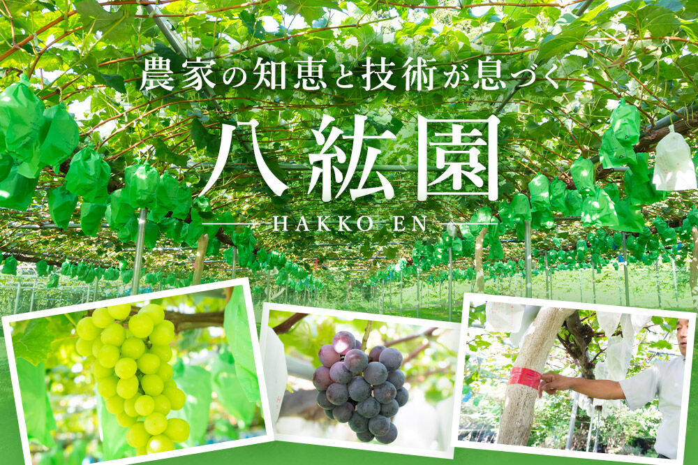 《先行受付》シャインマスカット・ピオーネ・バイオレットキング 3房セット（合計約1.5kg）秋田県 由利本荘市産 八紘園 [葡萄 ブドウ ぶどう フルーツ 果物 スイーツ 食べ比べ セット シャインマスカット ピオーネ バイオレットキング みずみずしい 芳醇な香り]