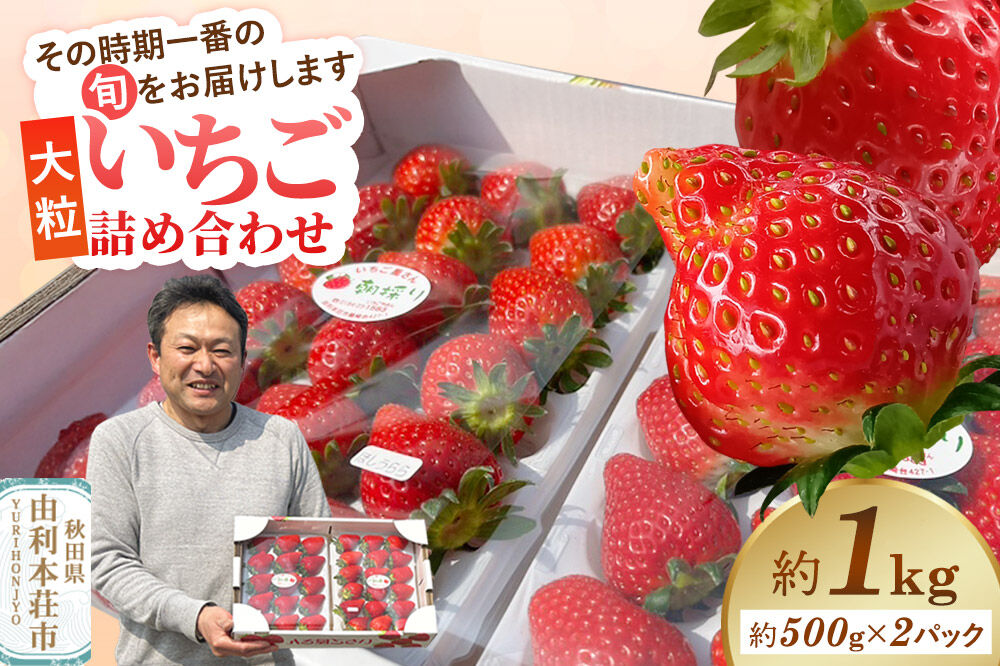 大粒いちご詰め合わせ 合計約1kg（約500g×2パック）いちご屋さんのいちご [苺 いちご イチゴ 果物 フルーツ 旬 詰め合わせ 大粒]