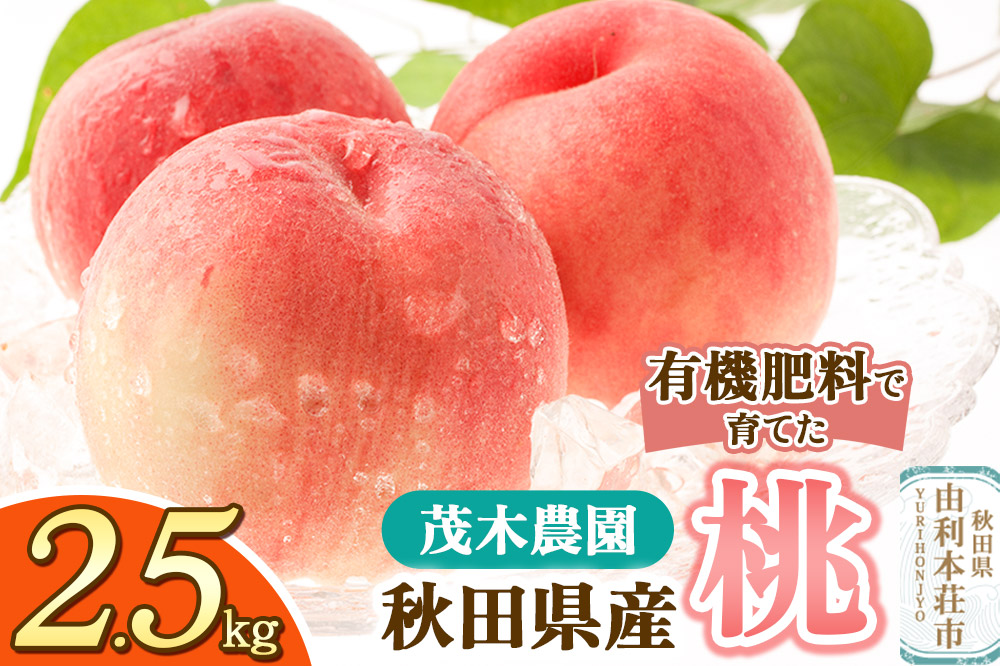 《予約受付》茂木農園 秋田県産 桃 2.5kg