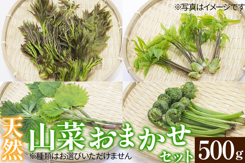 天然山菜おまかせセット500g