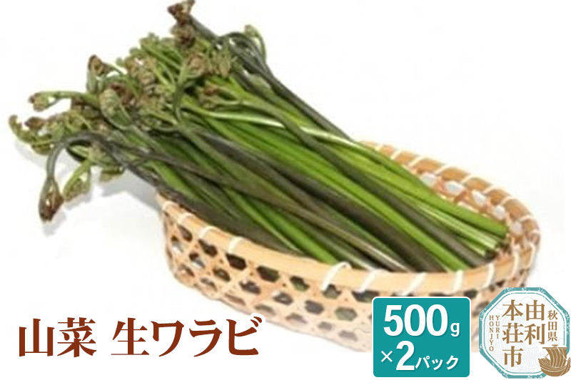 山菜 生ワラビ 500g×2パック 天然 （発送は5月頃）|JALふるさと納税