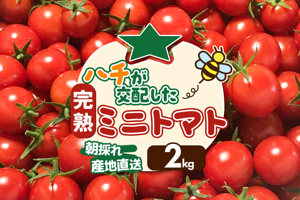 《先行受付》8月上旬〜9月下旬発送 ミニトマト 2kg 秋田県 由利本荘市