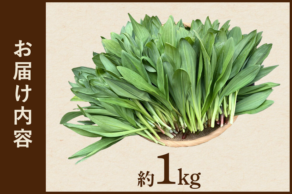 《先行受付》行者ニンニク 約1kg [山菜 行者にんにく 自然栽培 野菜 天然 天然山菜 国産 先行予約 秋田熊の子山菜便 秋田県産]