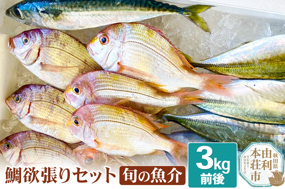 鯛 欲張りセット 旬の魚介 3kg前後