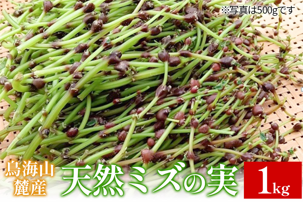 鳥海山麓産　天然ミズの実 約1kg