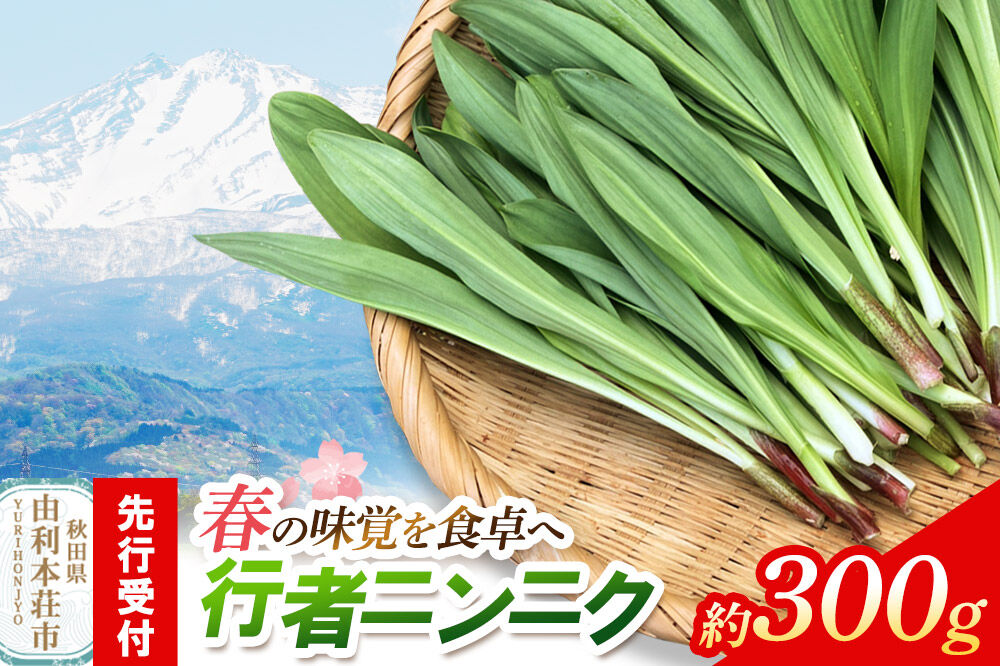《先行受付》行者ニンニク 約300g [山菜 行者にんにく 自然栽培 野菜 天然 天然山菜 国産 先行予約 秋田熊の子山菜便 秋田県産]