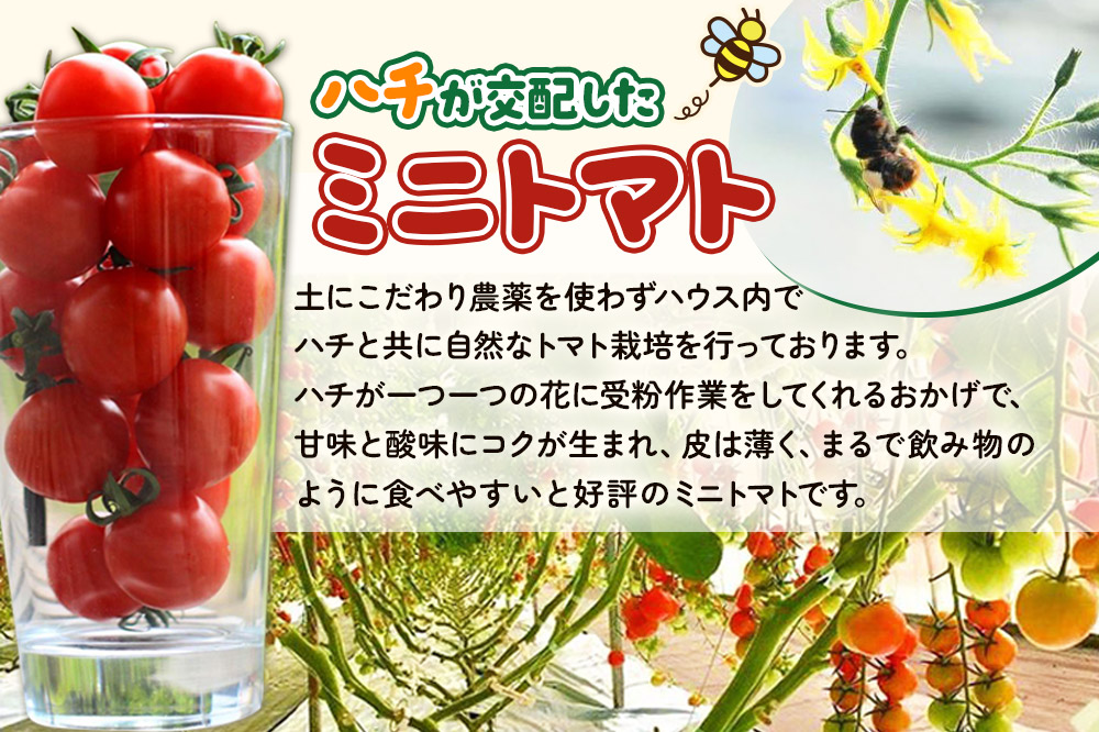 《先行受付》8月上旬〜9月下旬発送 ミニトマト 1kg 秋田県 由利本荘市 [ミニトマト トマト 手摘み 朝採り 新鮮 秋田県産 由利本荘市]