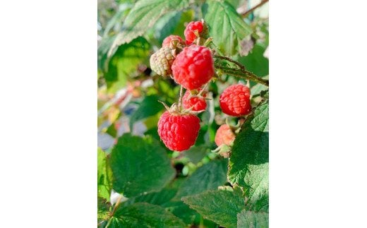 ラズベリータルト 自家栽培 １ホール(直径19cm)